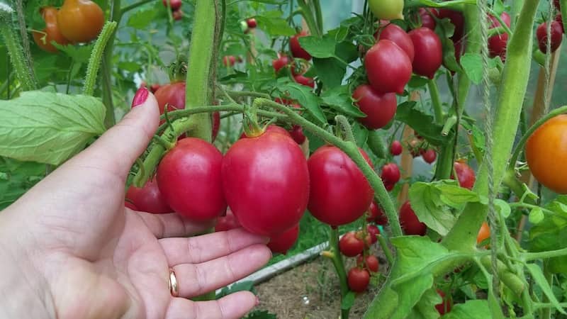 تصویر 3 از نشا گوجه فرنگی تخم مرغی با رشد یکنواخت و ریشه قوی